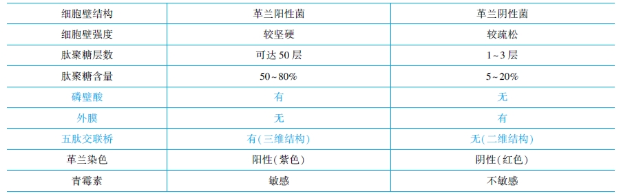 革蘭氏陽性菌與陰性菌結(jié)構(gòu)特點